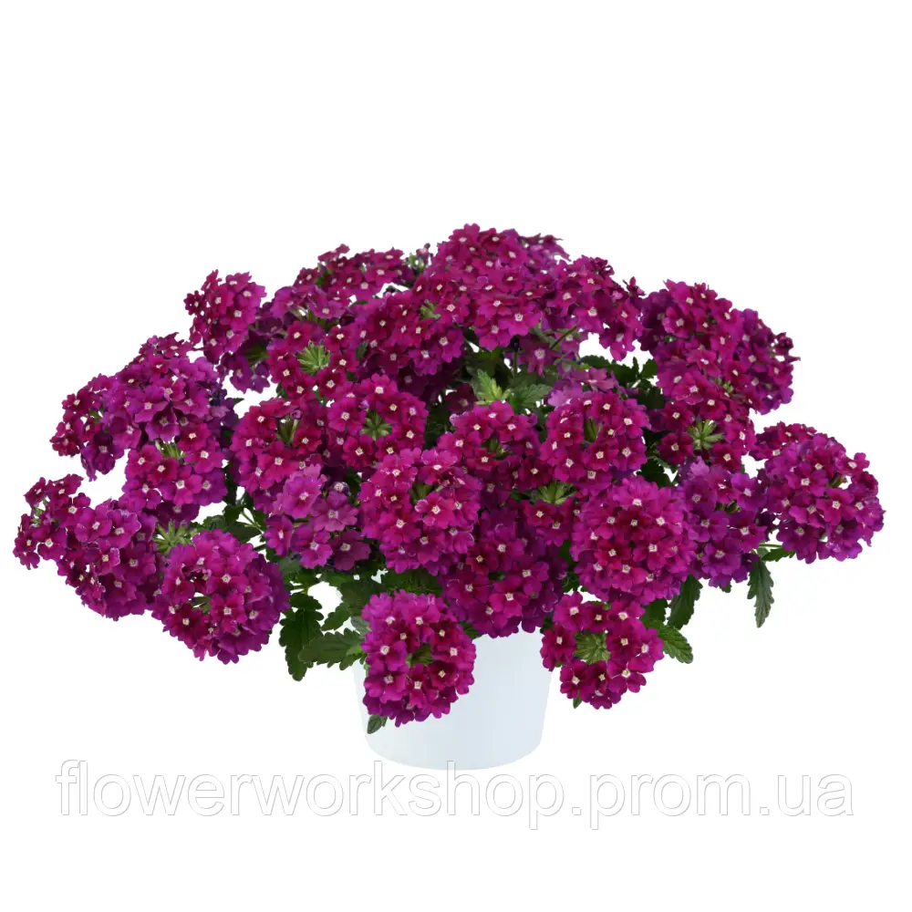 Вербена  Vanessa Compact Magenta ( в гощиках )