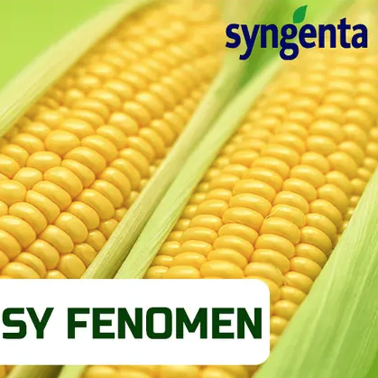 Насіння кукурудзи СИ Феномен Syngenta Кукурудза високої врожайності та стресостійкості