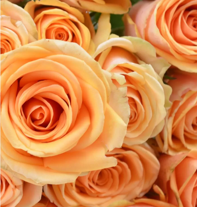 Алкемі — Alchemy