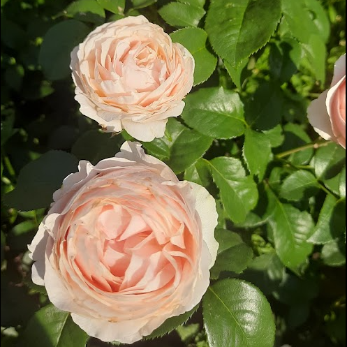 Амбер Сан — Amber Sun