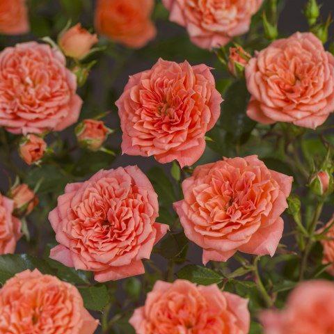 Нінетта (Ninetta)