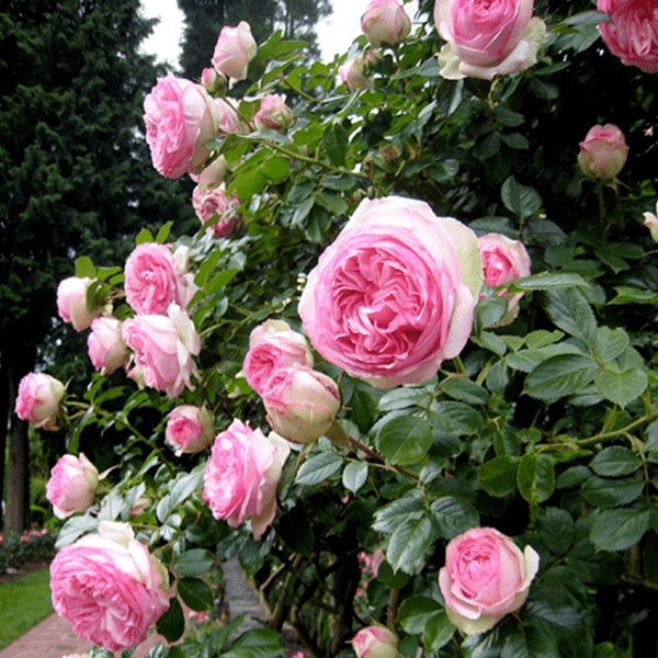 П'єр де Ронсар — Pierre de Ronsard