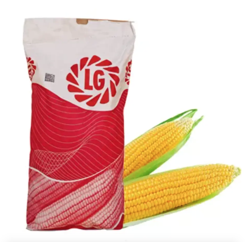 Насіння кукурудзи LG 30352 Limagrain ФАО 340 Кукурудза високої врожайності
