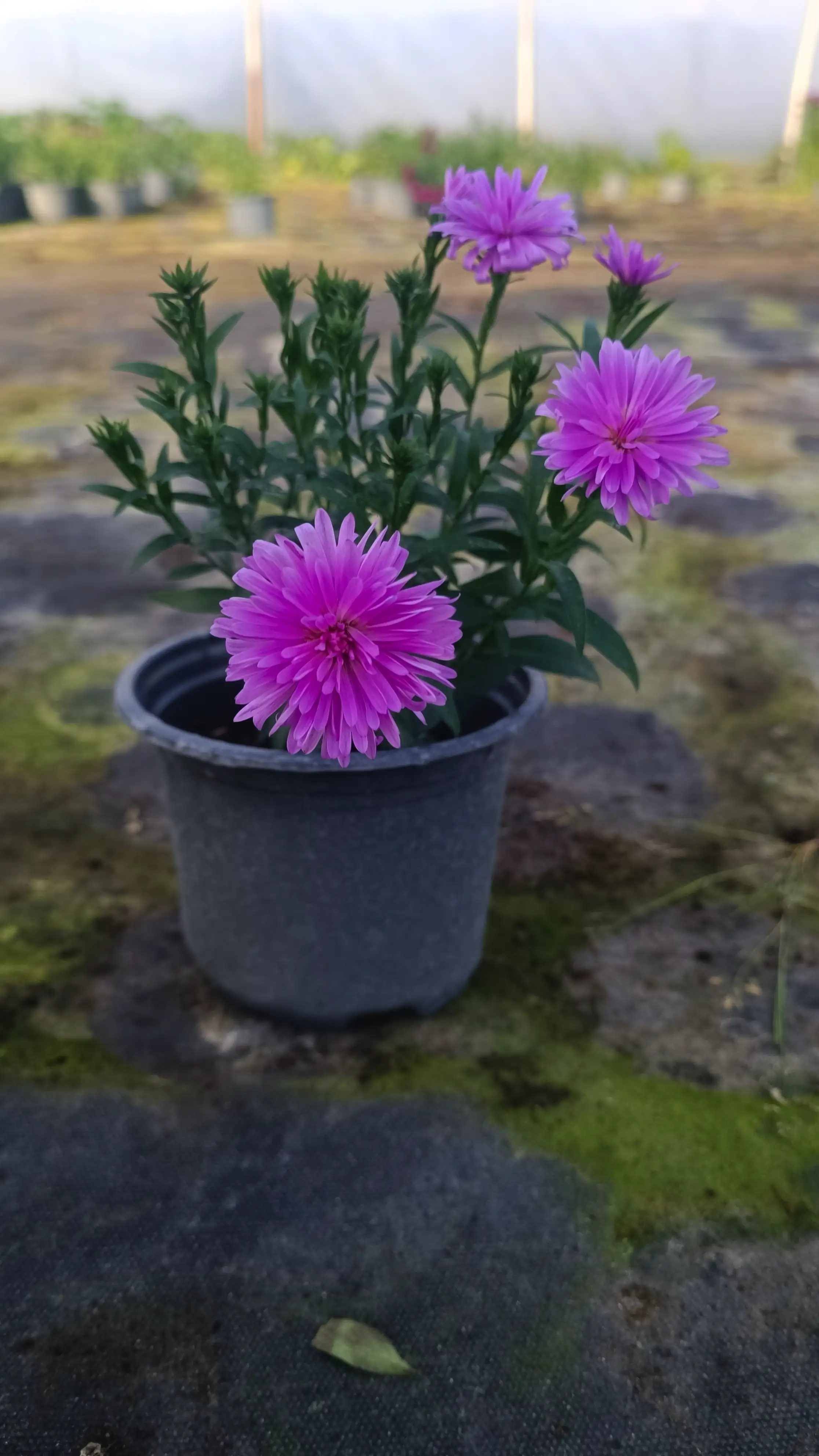 Айстра Showmakers Baby Pink в горщику р.12