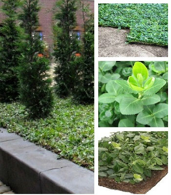 🌿 Бересклет Форчуна "Hort's Blaze"