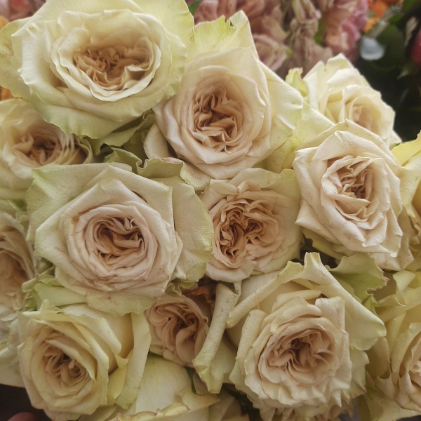 Зен (ч/г) — ZEN