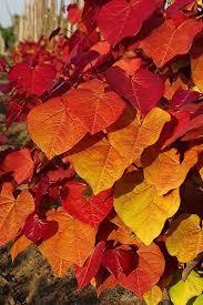 Церцис канадський "Вічний Вогонь" Cercis canadensis ‘Eternal Flame’  /h125-150  cont 10L