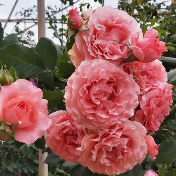 КОРАЛ ЖЕЛІ ( Coral Gelee)