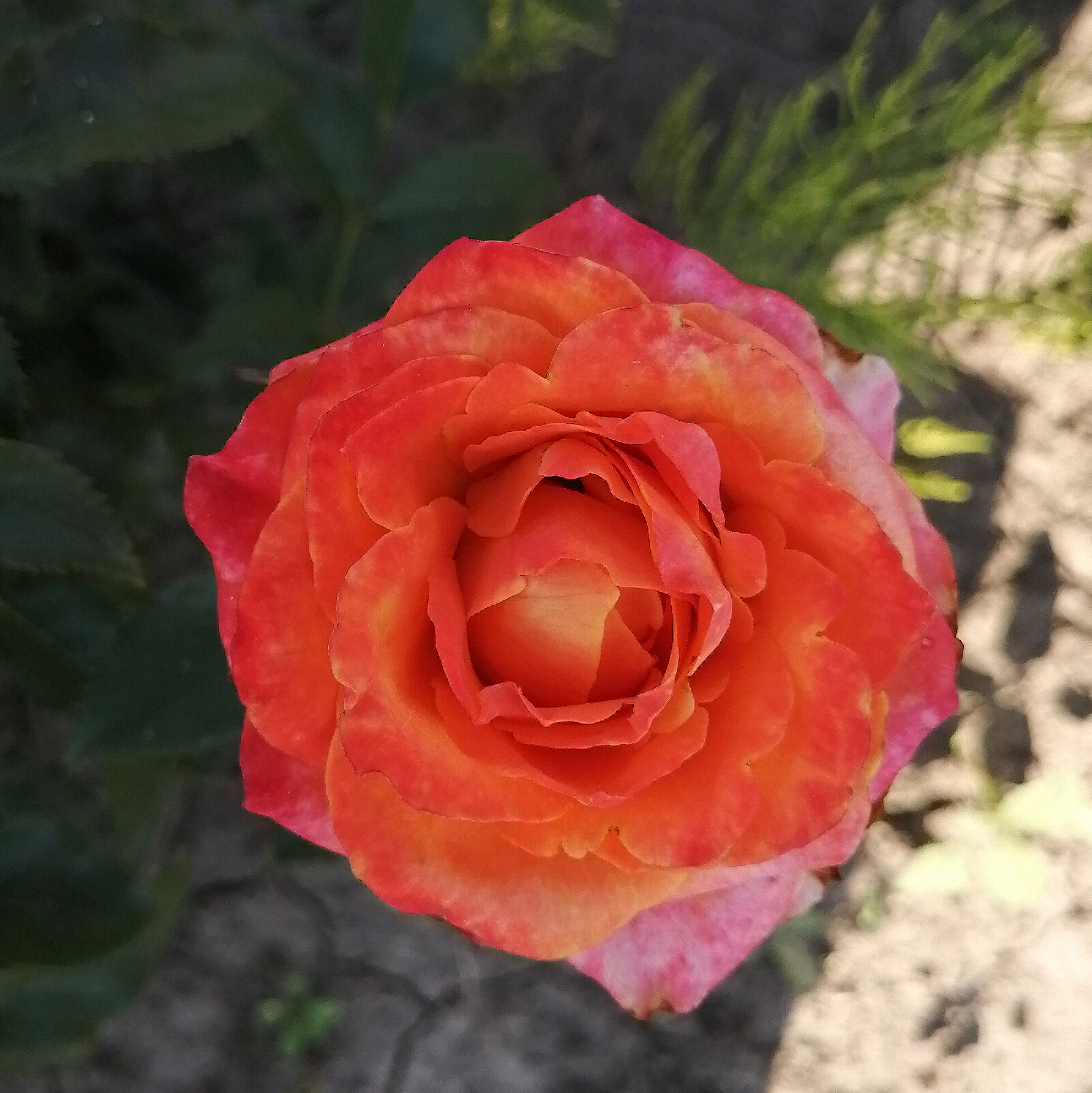 ЮЛІЧКА( Julischka) зрізочна новинка