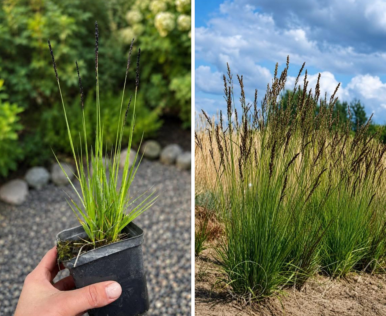 Molinia caerulea 'Heidezwerg', 