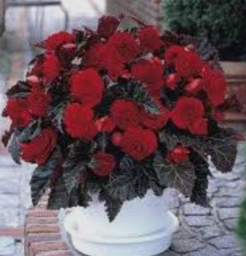 Бегонія Tuberhybrida GO!Early Cherry BL (касетна розсада)