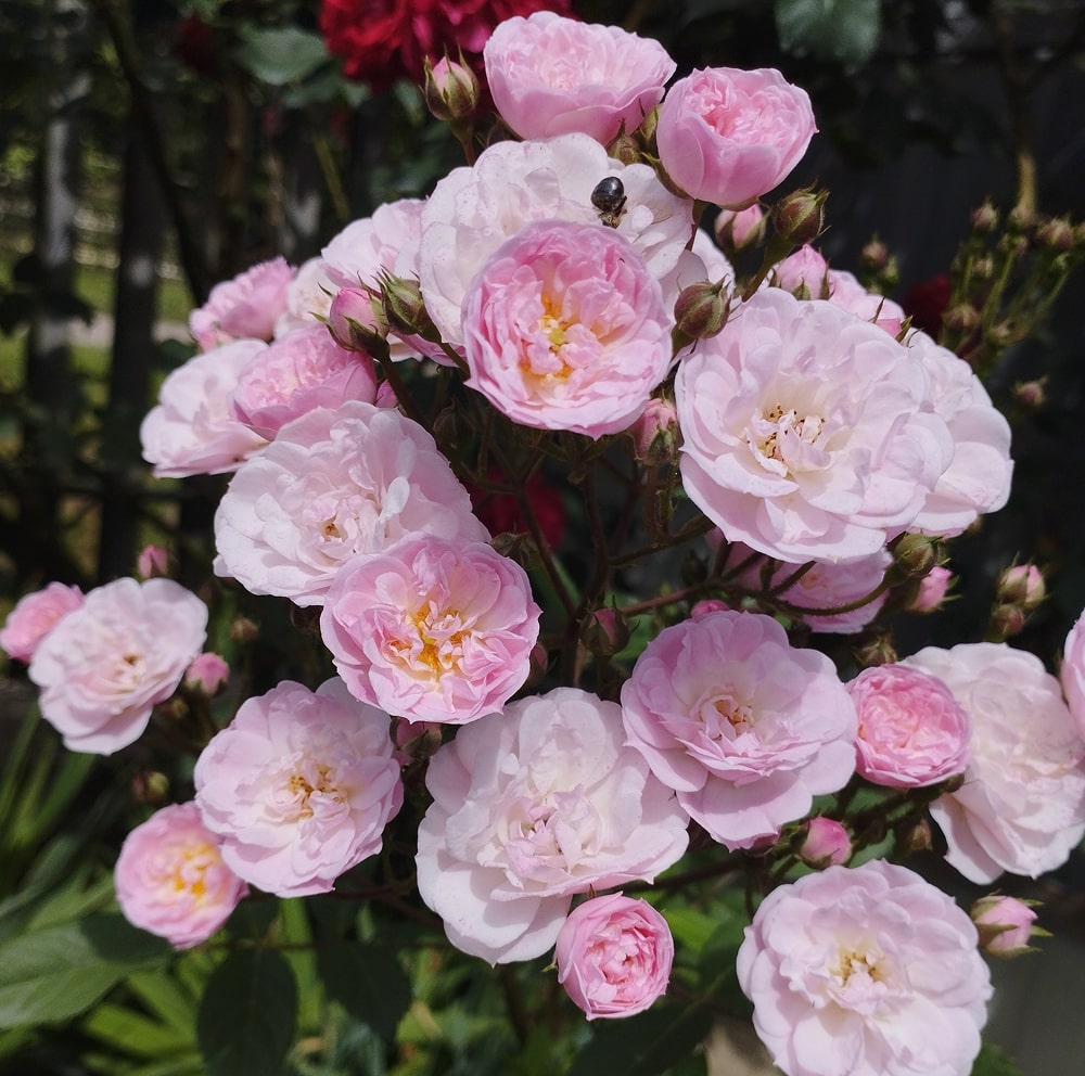 Хевенлі Пінк (Heavenly Pink)