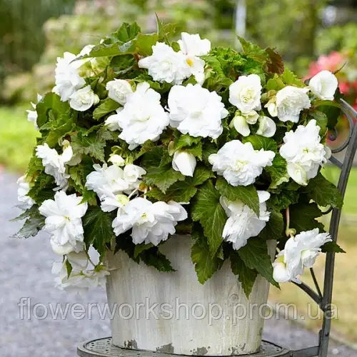 Бегонія ампельна Illumination White ( в горщику р11)