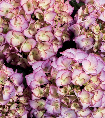 🌸 Гортензія великолистна Adula (Hydrangea macrophylla "Adula")