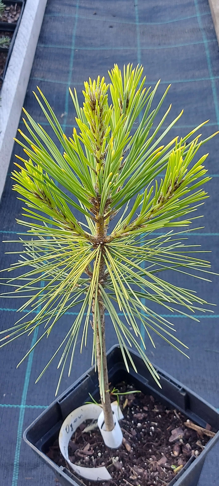 Сосна Тунберга 'Огон' (Pinus thunbergii 'Ogon')