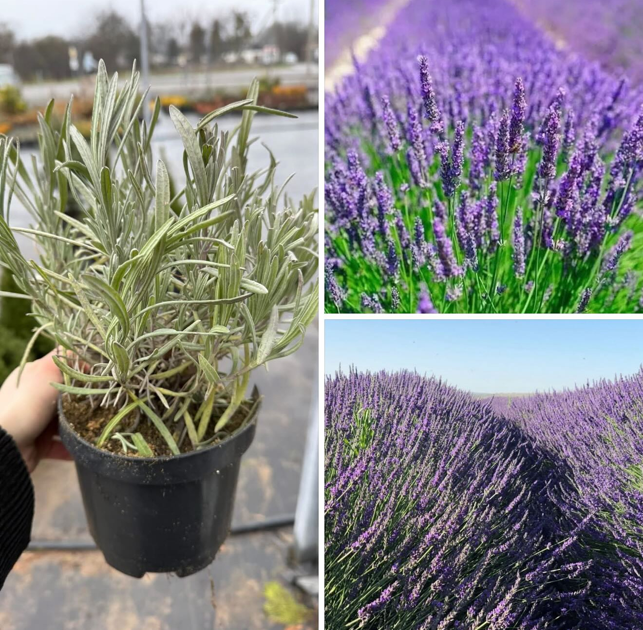 Лавандин гросо 1,5 л