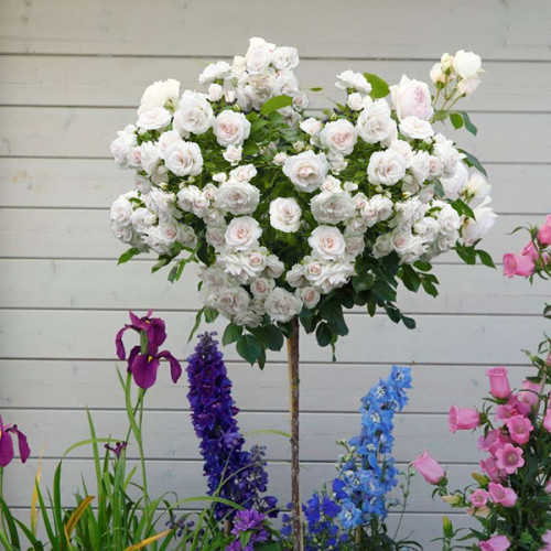 Троянда на штамбі Мондіаль