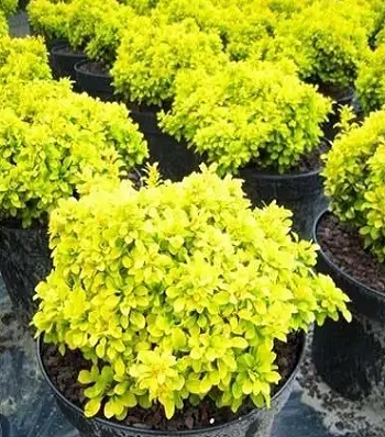 🌿 Барбарис "Golden Divine" (Berberis thunbergii "Golden Divine")