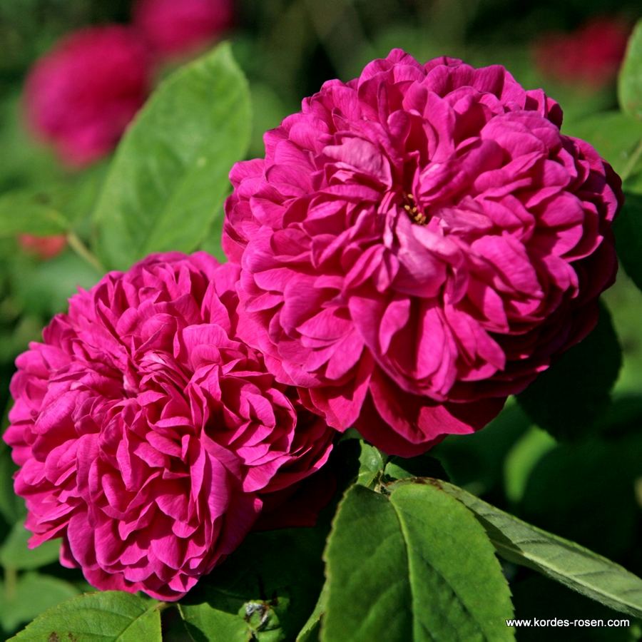 Rose de Resht — Роуз де Решт