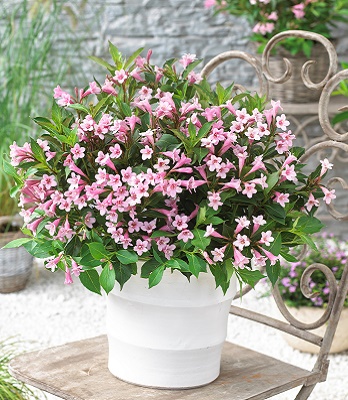 🌺 Вейгела квітуча Pink Poppet (Вейгела "Пінк Поппет")