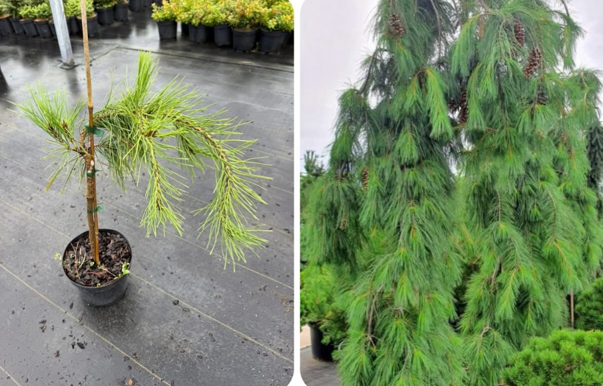 Сосна веймутова стробус