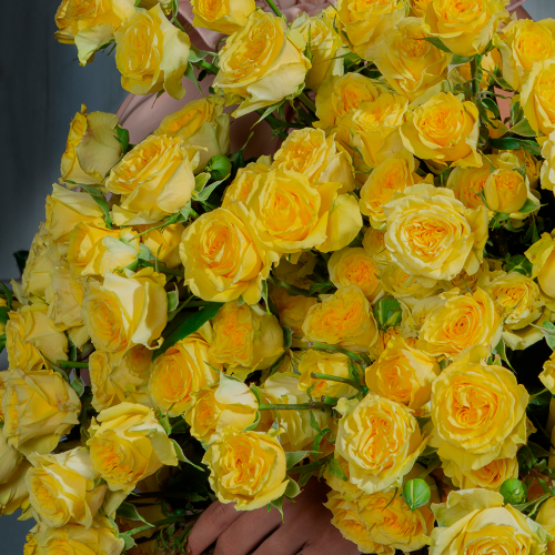 Фібоначі Джоконда — Fibonacci Gioconda