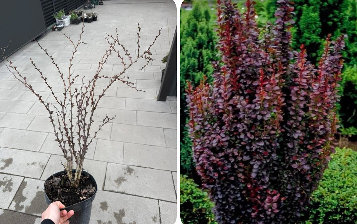 Барбарис ред пілар 5 річний