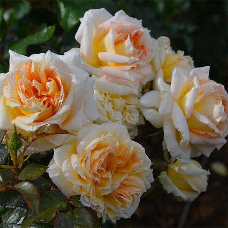 Ла Калісон (La Calissonne)