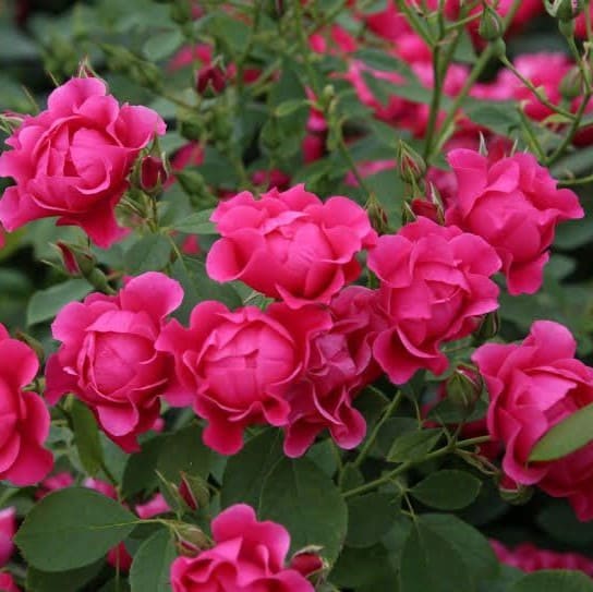 Пінк Форест Роуз (Pink Forest Rose)