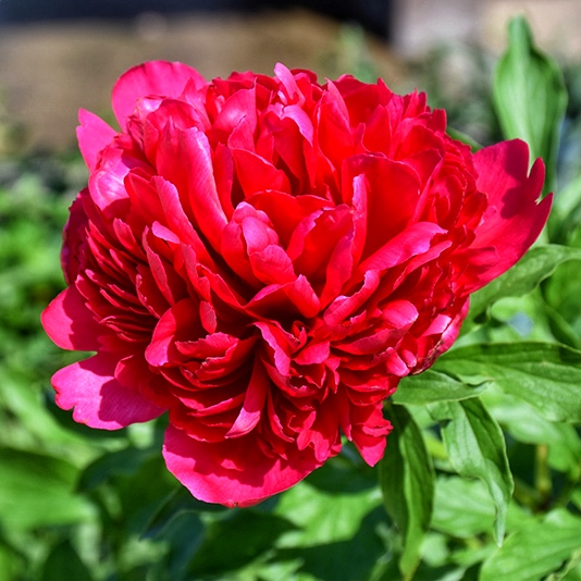 Півонія Мені Хеппі Ретернс