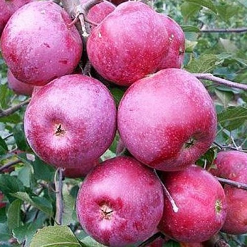 Яблуня Флоріна зимова 