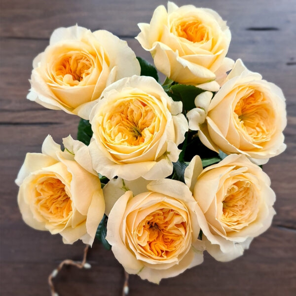 Персуейшн — Persuasion