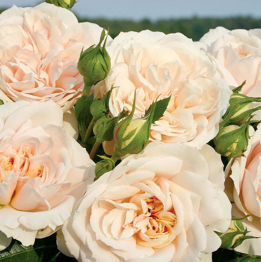 Лєнка Фрайла (Lenka Frayla)