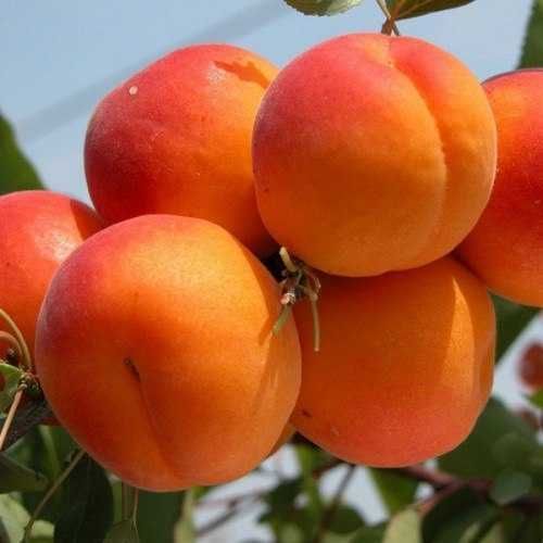 Абрикос Фардао