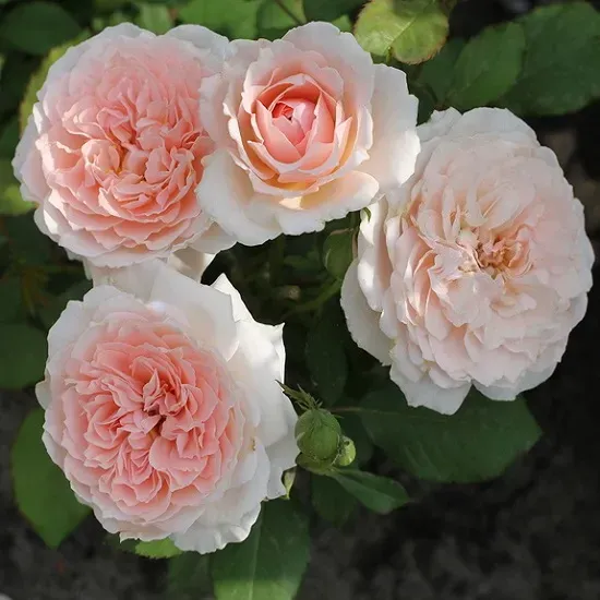 Clara’s Choice - Клара Чойз