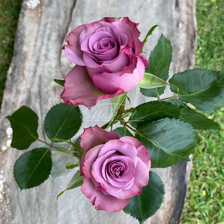 Говінда — Govinda