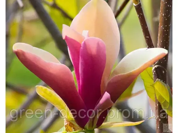 Магнолія Перше кохання  MAGNOLIA  FIRST LOVE H230
