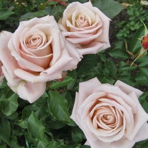 Крем Карамель (Creme Caramel)