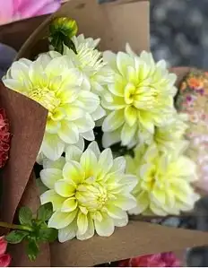 Жоржина Labella Piccolo Lemon (касетна розсада)