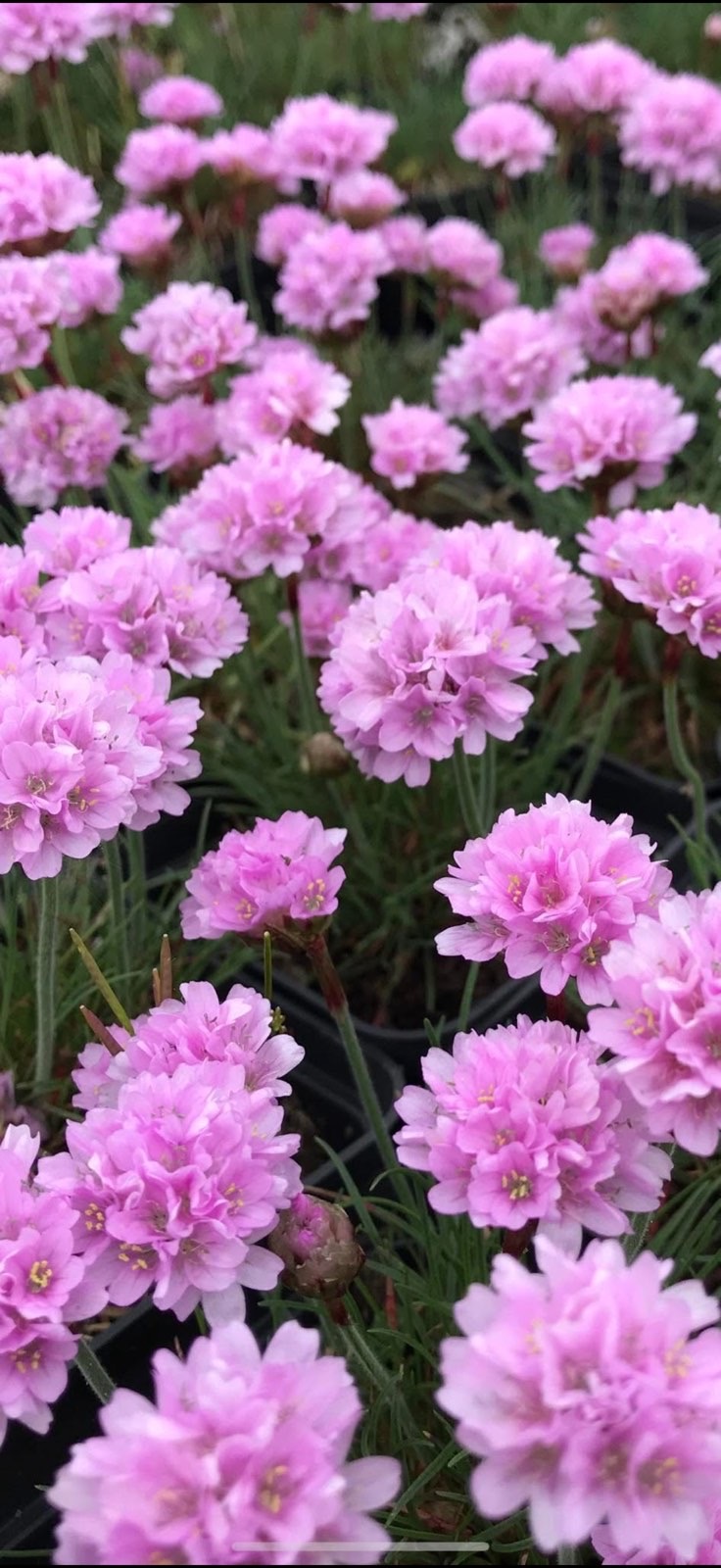 Армерія рожева р9