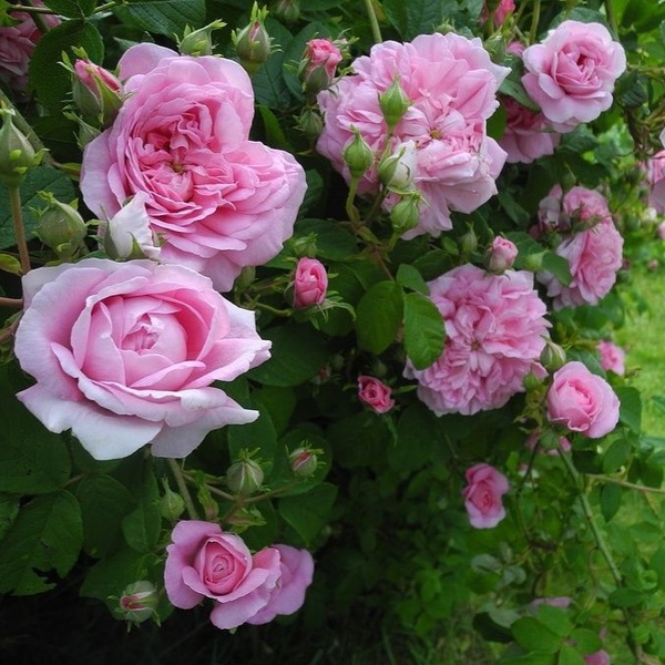 Ісфахан (дамаські) Ispahan