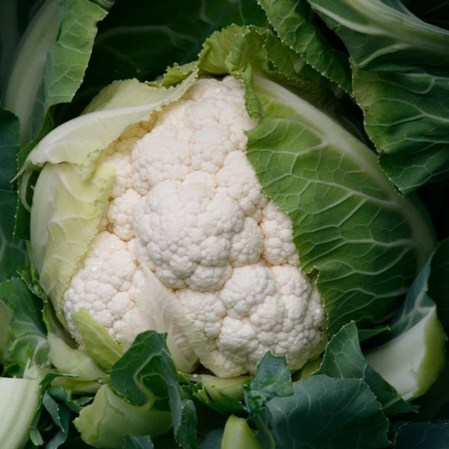 САНТАМАРІЯ F1 / SANTAMARIA F1 - Капуста Цвітна, Rijk Zwaan