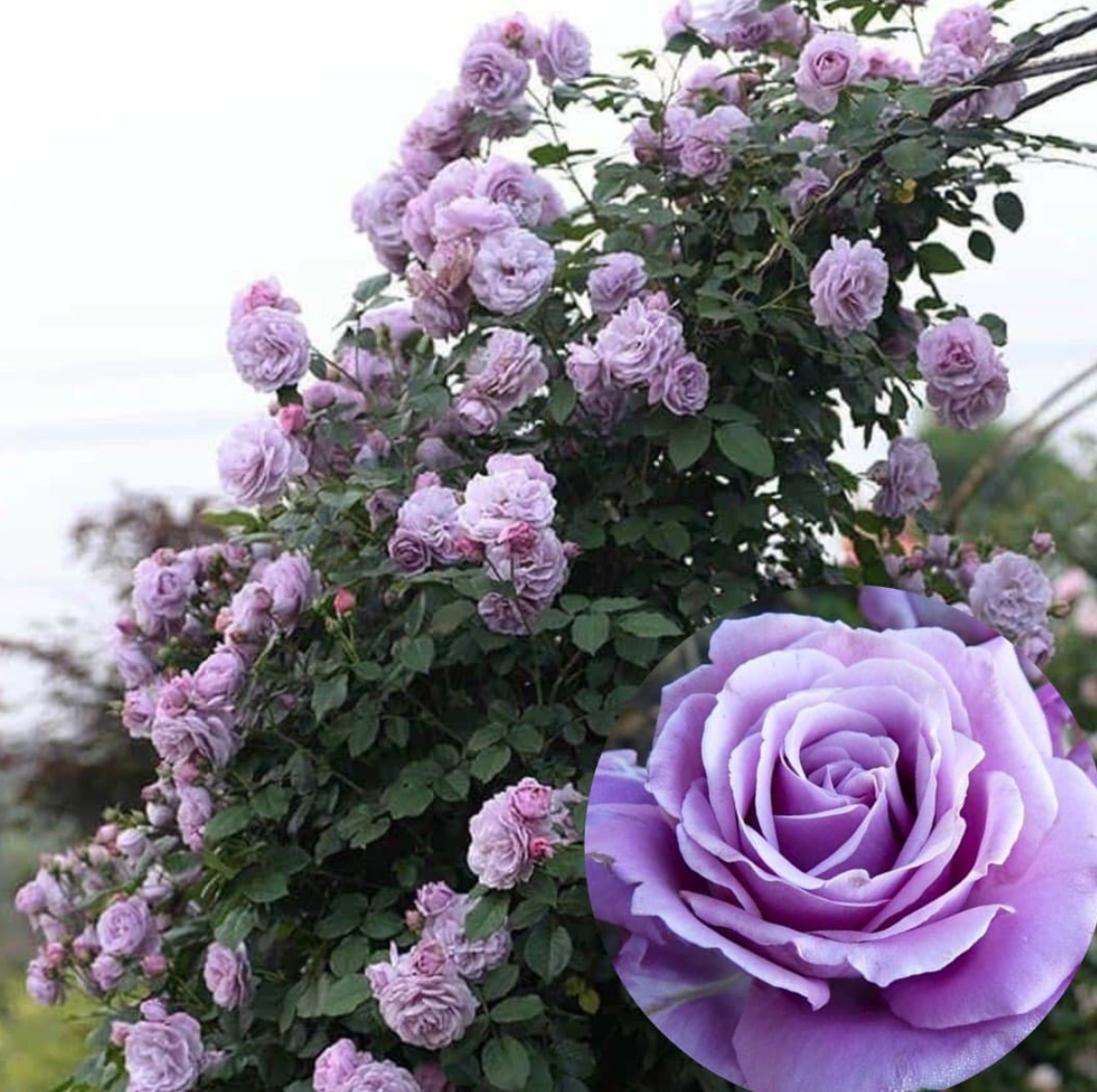 Троянда плетиста індіголета 2р ( ЗКС)