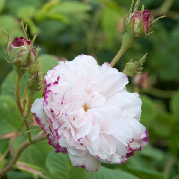 Леда (дамаські) Leda