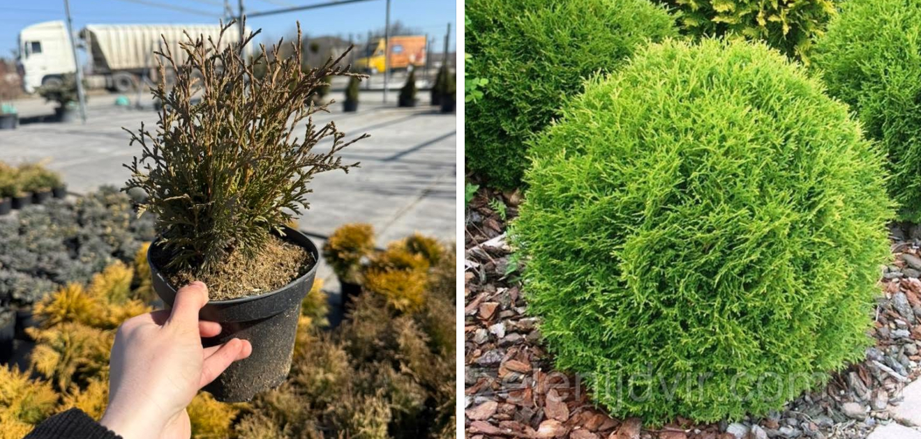 Туя тіні тім 1,5 л