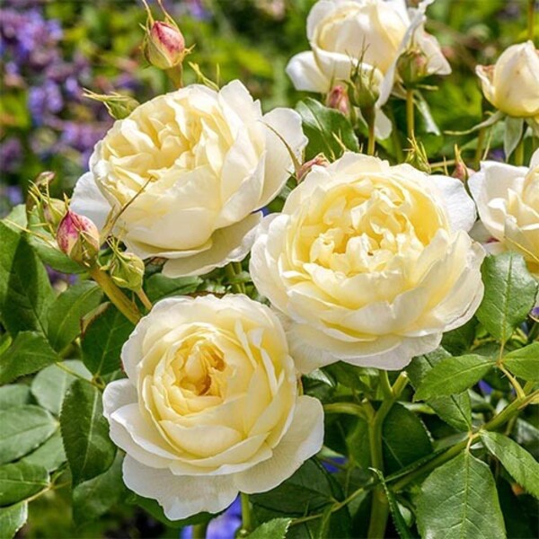 Ванесса Белл — Vanessa Bell