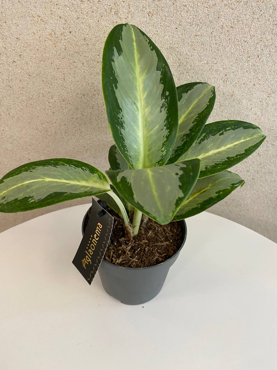 Aglaonema