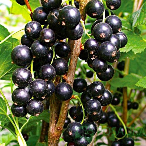 Смородина Тібен