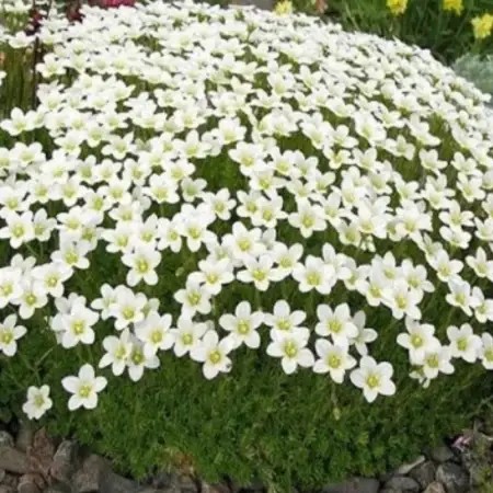 Cаксіфрага Marto White.