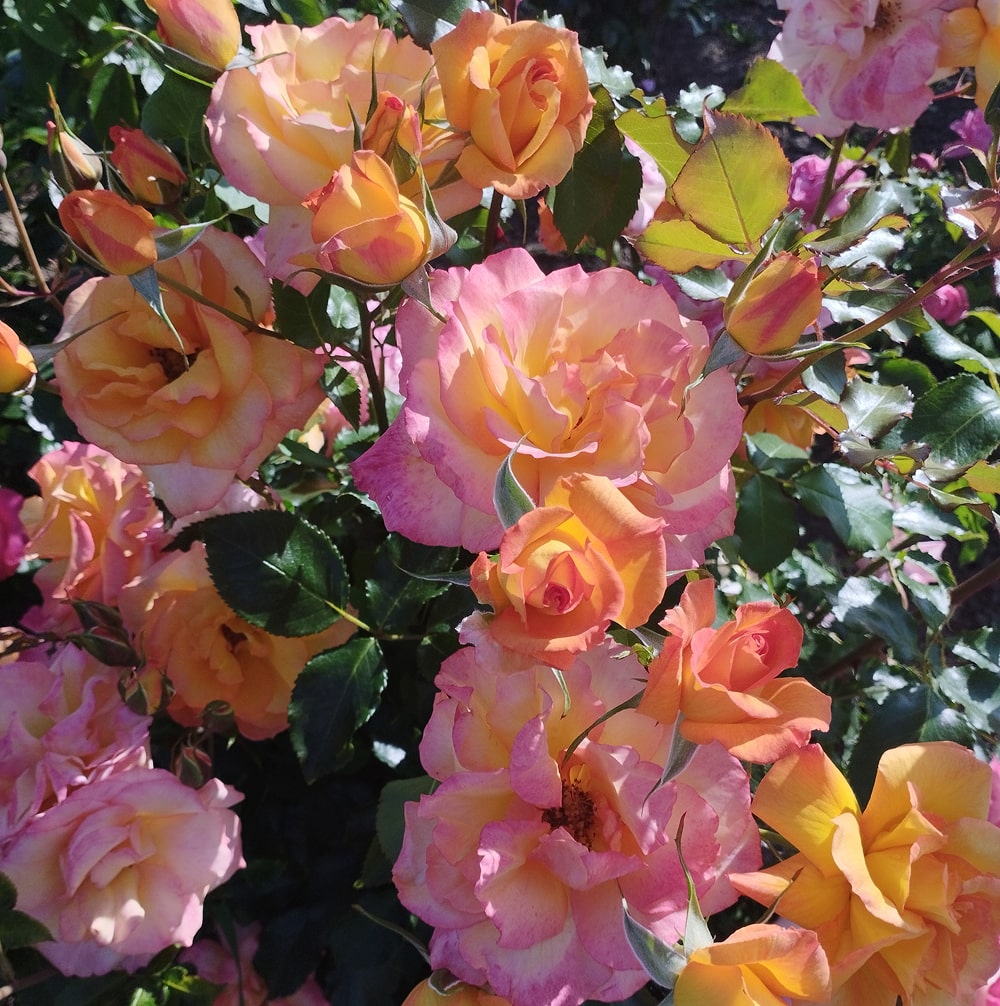 Сахара (Sahara)